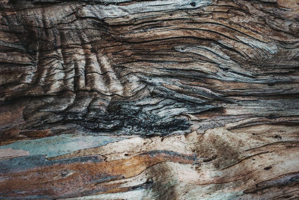 a close up view of a tree bark